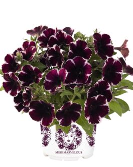 Mounding Petunia – Miss Marvel