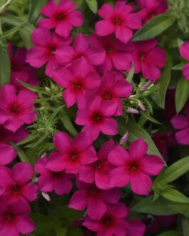 Purple Phlox