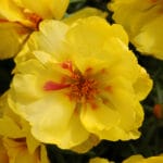 Purslane - Lemon