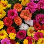 Portulaca (Rose Moss) - Assortment