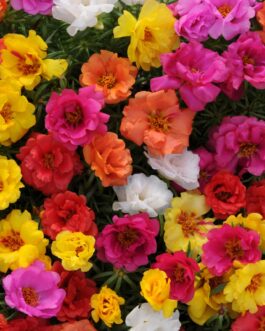 Portulaca (Rose Moss) – Assortment
