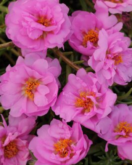 Purslane – Pink