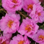 Hybrid Portulaca Pink