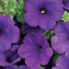 Supertunia – Trailing Petunia – Blue Royal Velvet
