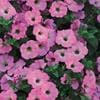 Supertunia – Trailing Petunia – Bubblegum