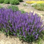 Salvia Blue by You