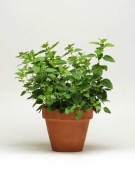 Oregano