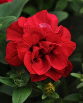 Trailing Double Flowered Petunia – Wave Red