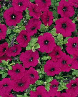 Trailing Petunia – Purple Wave