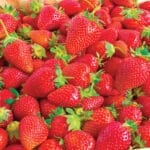 Strawberries - Ozark Everbearing