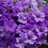 Trailing Petunia – Surfina Heavenly Blue