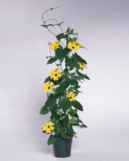 Thunbergia Vine – Assorted Colors