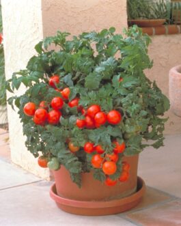 Patio Tomato