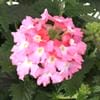Trailing Verbena ( Lanai Series) – Pink