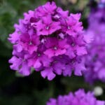 Trailing Verbena (Lanai Series) - Purple