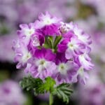 Trailing Verbena - Twister (Assorted Colors)