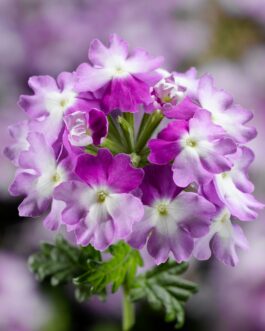 Trailing Verbena – Twister (Assorted Colors)
