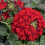 Trailing Verbena (Lanai Series) - Red