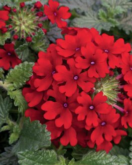 Trailing Verbena (Lanai Series) – Red