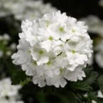 Trailing Verbena - ( Lanai Series) - White