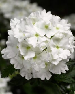 Trailing Verbena – ( Lanai Series) – White