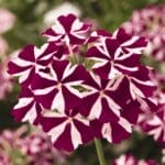 Verbena - Trailing - Voodoo Star assorted colors