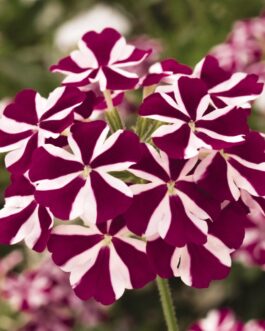 Verbena – Trailing – Voodoo Star assorted colors