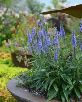 Veronica Moody Blues