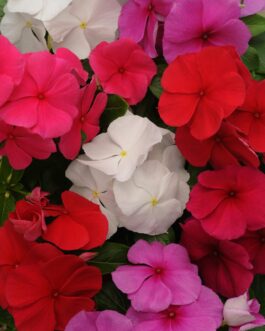 Vinca – Titan- Assorted Colors