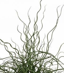 Juncus Twister