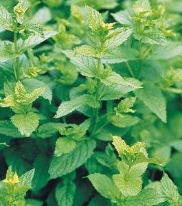 Peppermint