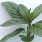 Moroccan Mint