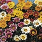 Gazania