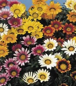 Gazania