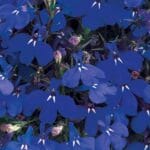 Lobelia