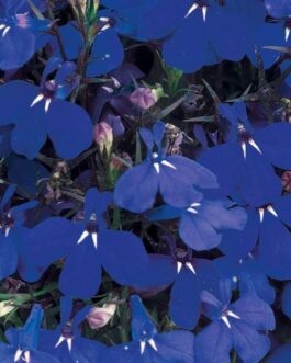 Lobelia