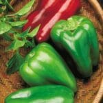 Big Bertha - Sweet Bell Pepper