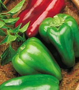 Big Bertha – Sweet Bell Pepper