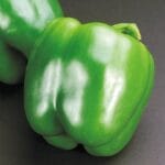 California Wonder - Sweet Pepper