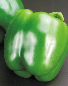 California Wonder – Sweet Pepper