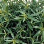French Tarragon