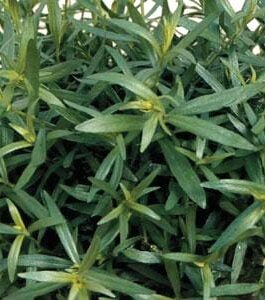 French Tarragon