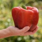 Red Sweet Bell Pepper