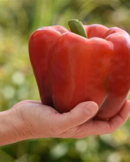 Red Sweet Bell Pepper