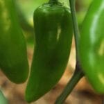 Jalapeno - Hot Pepper