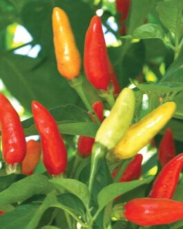 Tabasco – Hot Pepper