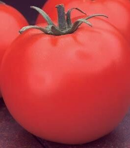 Celebrity – Tomato