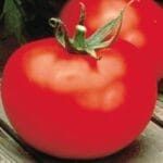 Better Boy - Tomato
