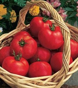 Early Girl – Tomato