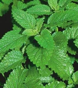 Lemon Balm